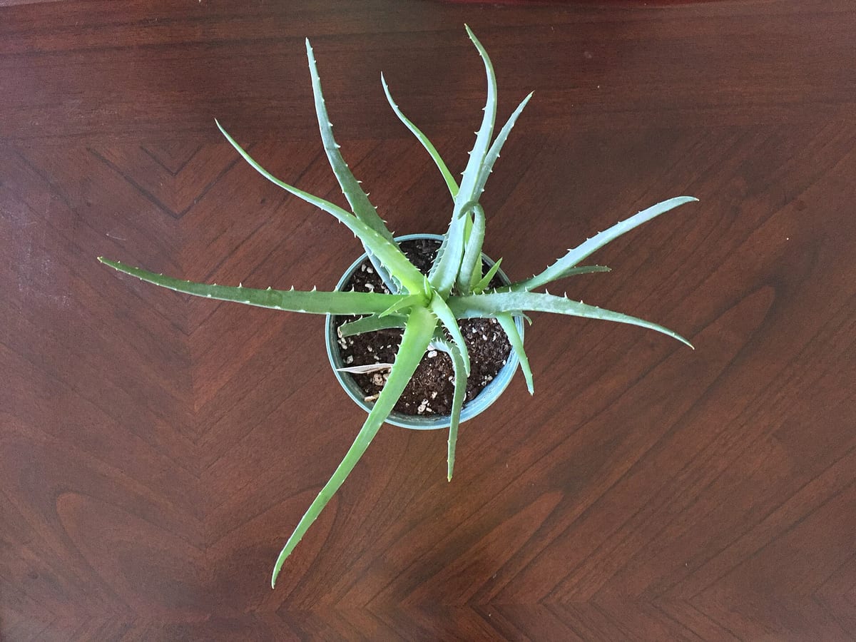 Vue du dessus d'une aloe vera en pot, feuilles en rosette étalée