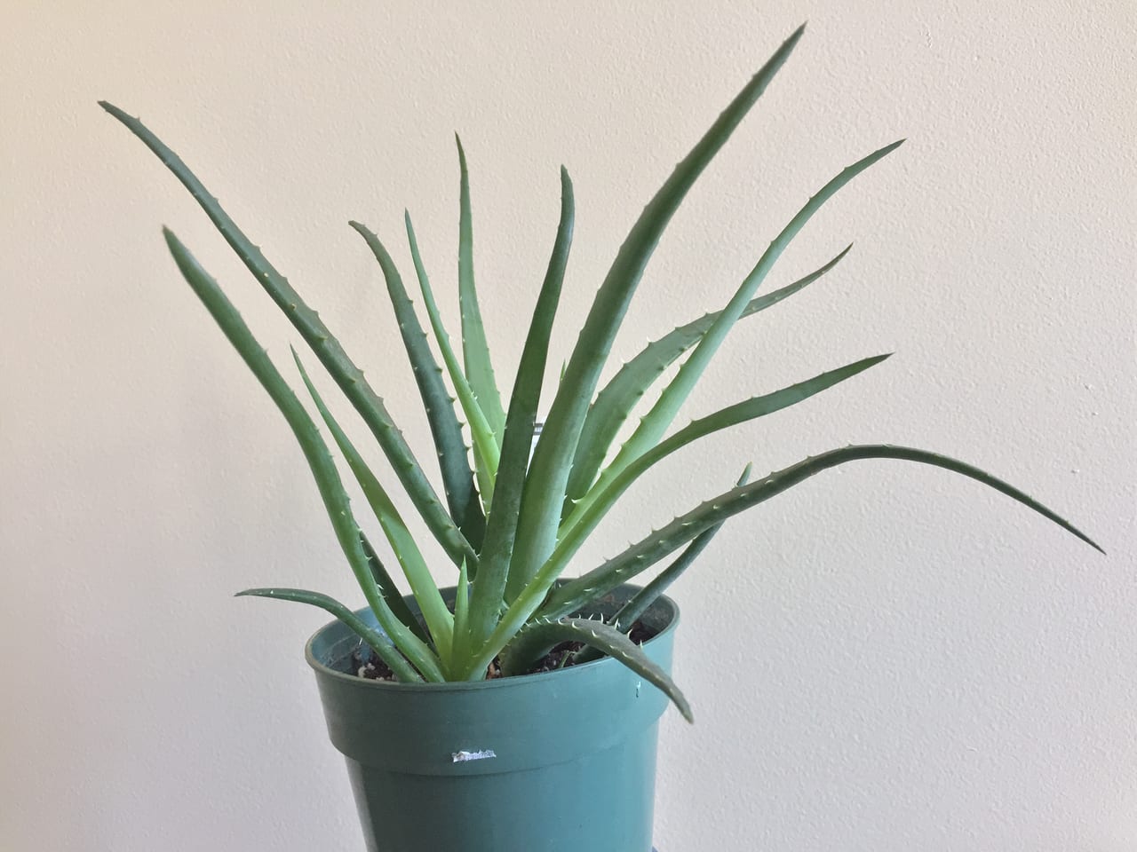 Aloe vera adulte en pot bleu sur fond mur clair, feuilles charnues vert tendre