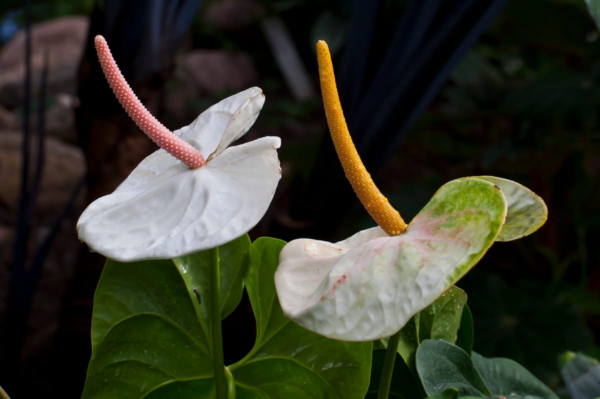 Deux spathes d'Anthurium andraeanum avec spadices roses et jaunes au-dessus de feuilles cordiformes