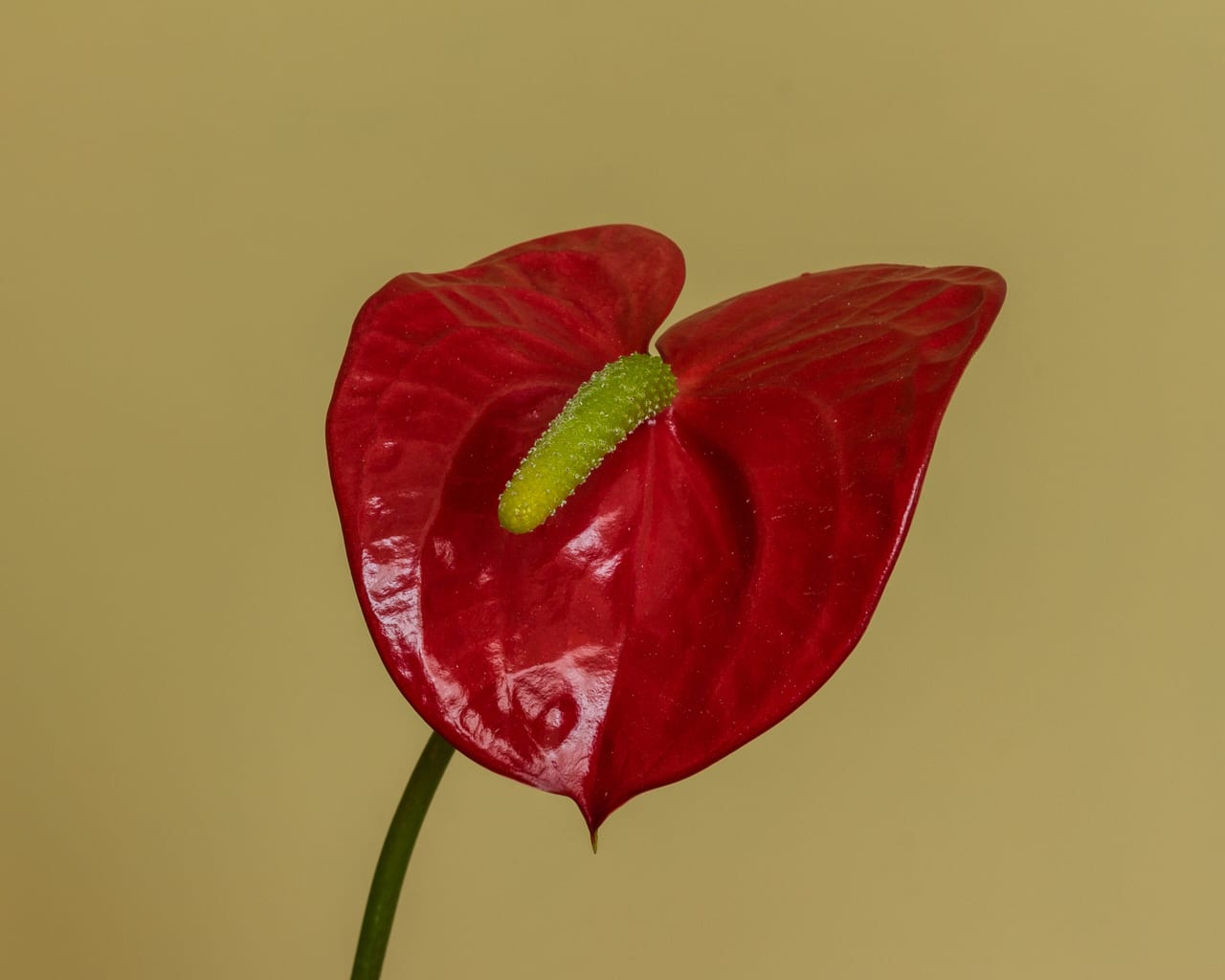 Spathe rouge brillante d'Anthurium andraeanum avec spadice jaune-vert central caractéristique