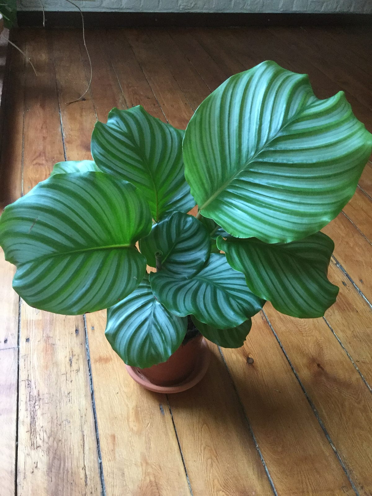 Calathea orbifolia mature en pot terra cotta sur parquet, feuilles rondes argentées rayées