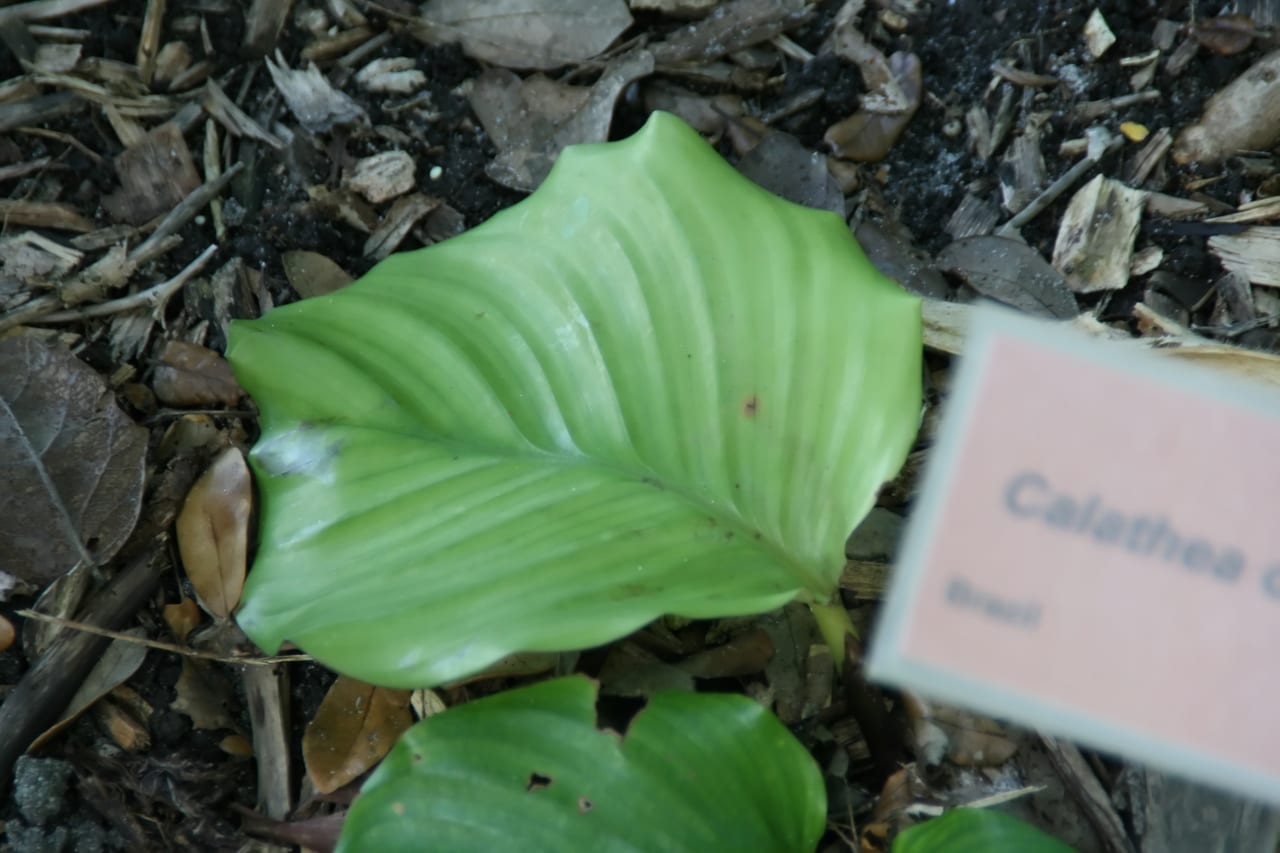 Feuille ronde de Calathea orbifolia avec ses rayures argentées caractéristiques
