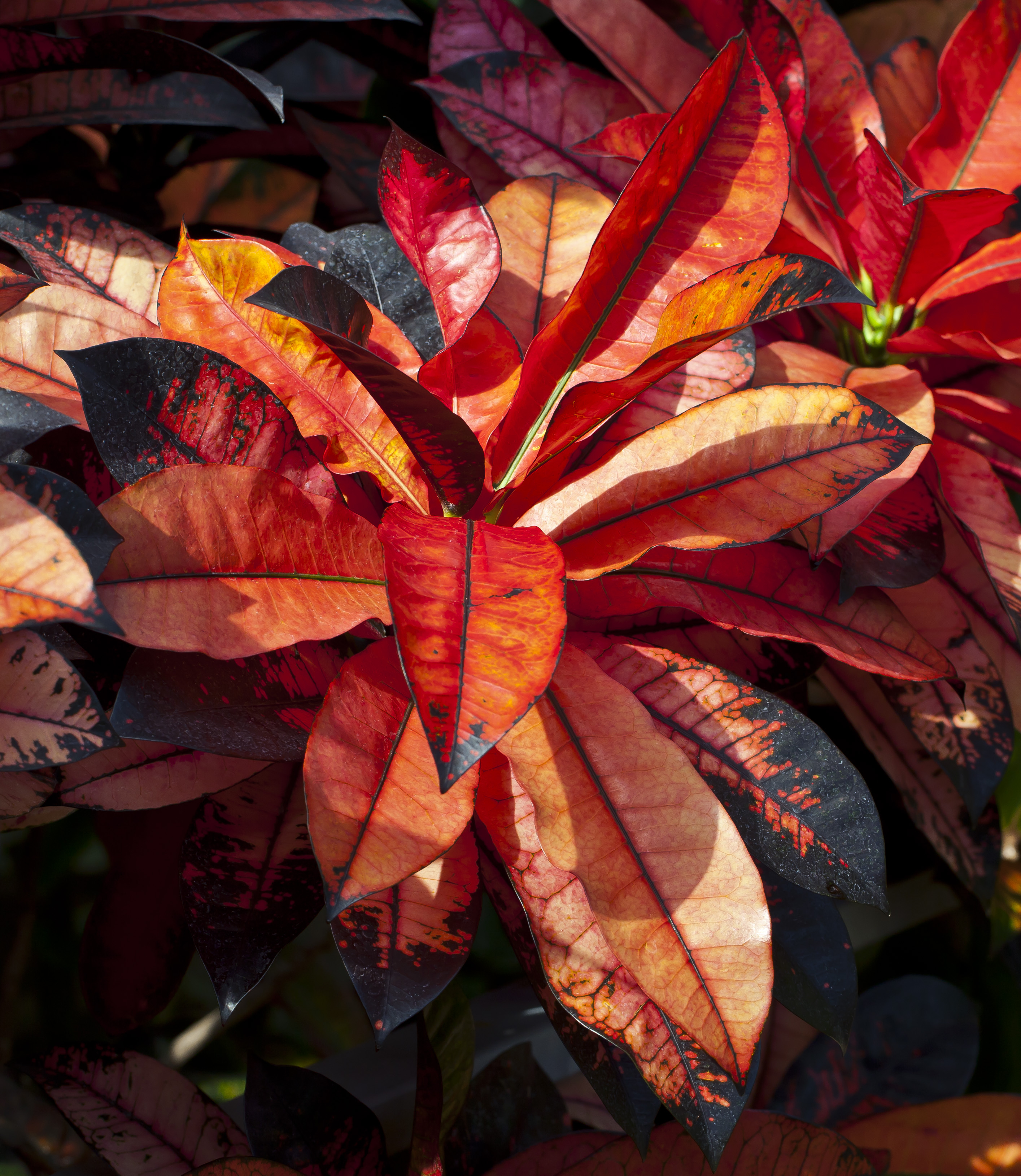Feuillage coloré du Croton variegatum avec ses tons rouges, oranges et jaunes
