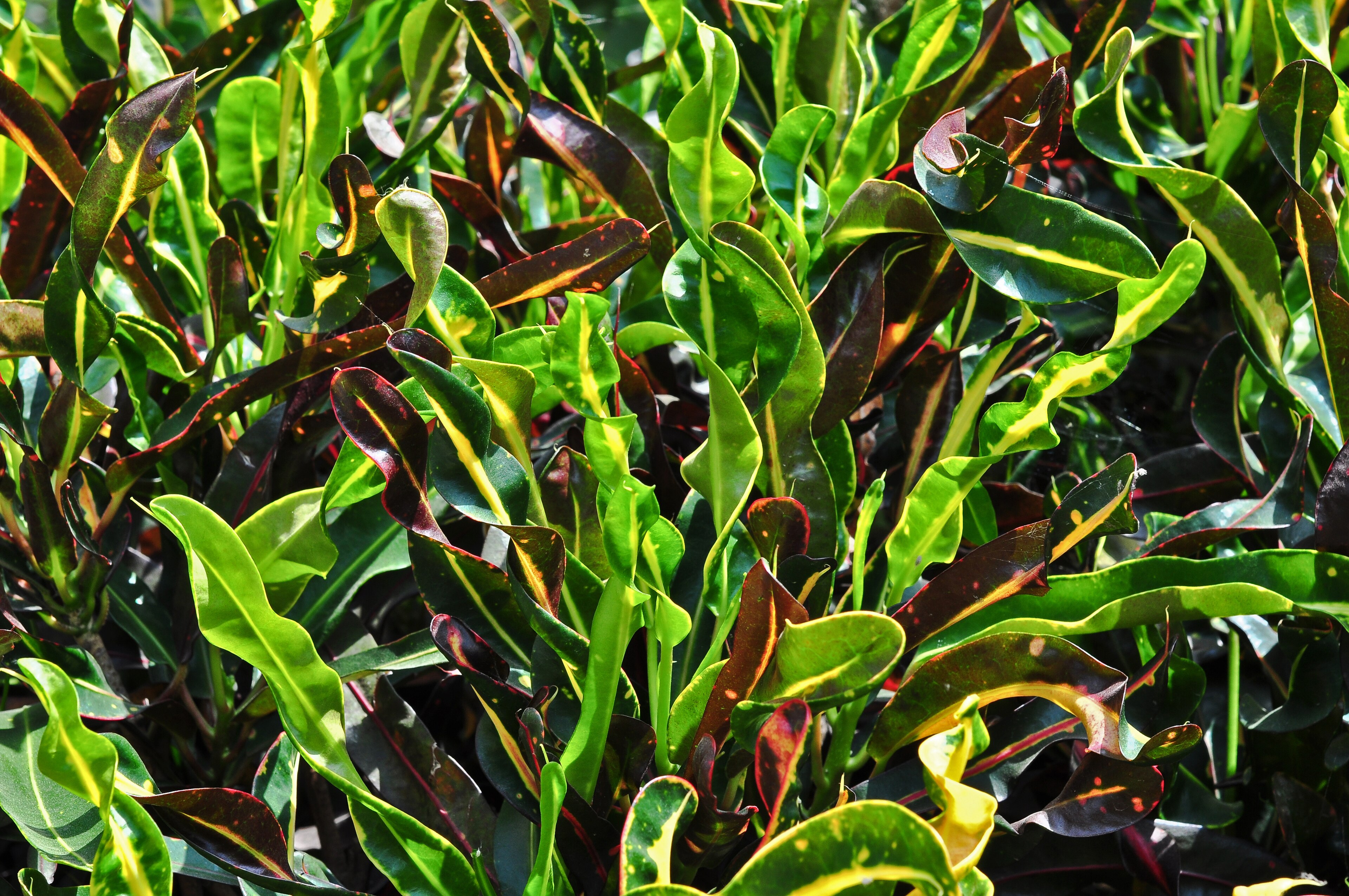 Croton (Codiaeum variegatum) aux feuilles panachées vert, jaune, orange et rouge en intérieur lumineux