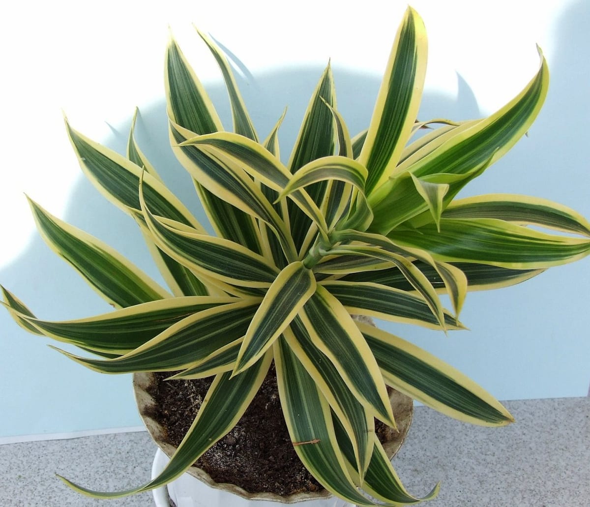 Dracaena fragrans 'Massangeana' vu du dessus, rosette de feuilles vertes panachées de jaune au centre caractéristique