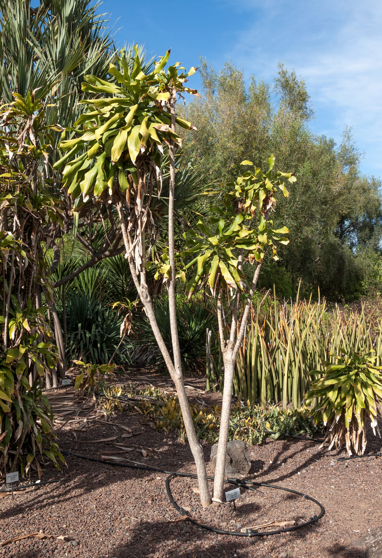 Dracaena fragrans adulte au tronc fin ramifié et bouquets de feuilles larges au sommet
