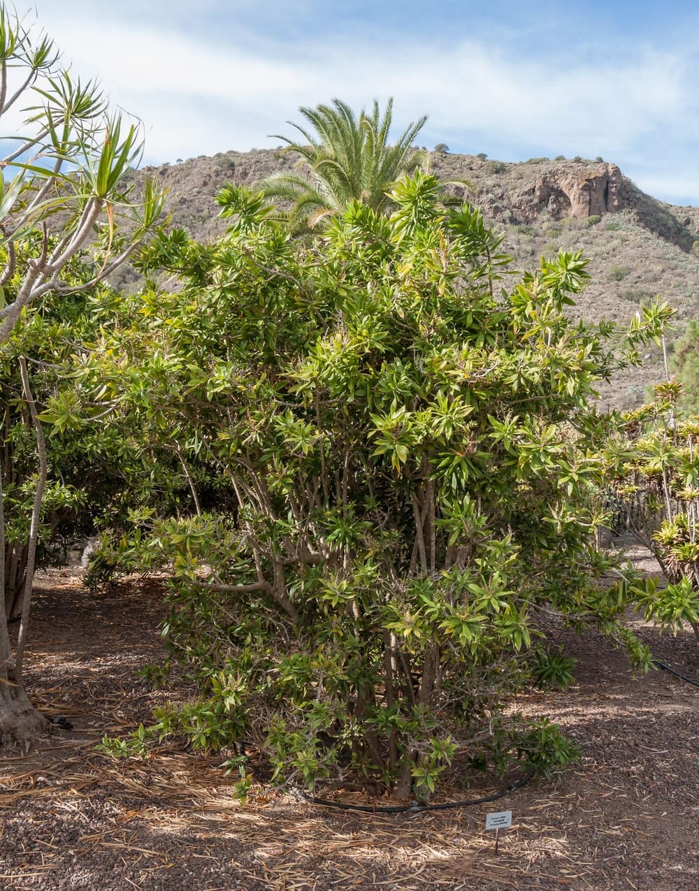 Dracaena marginata adulte au tronc fin et touffu, longues feuilles vert sombre bordées de rouge en bouquet au sommet