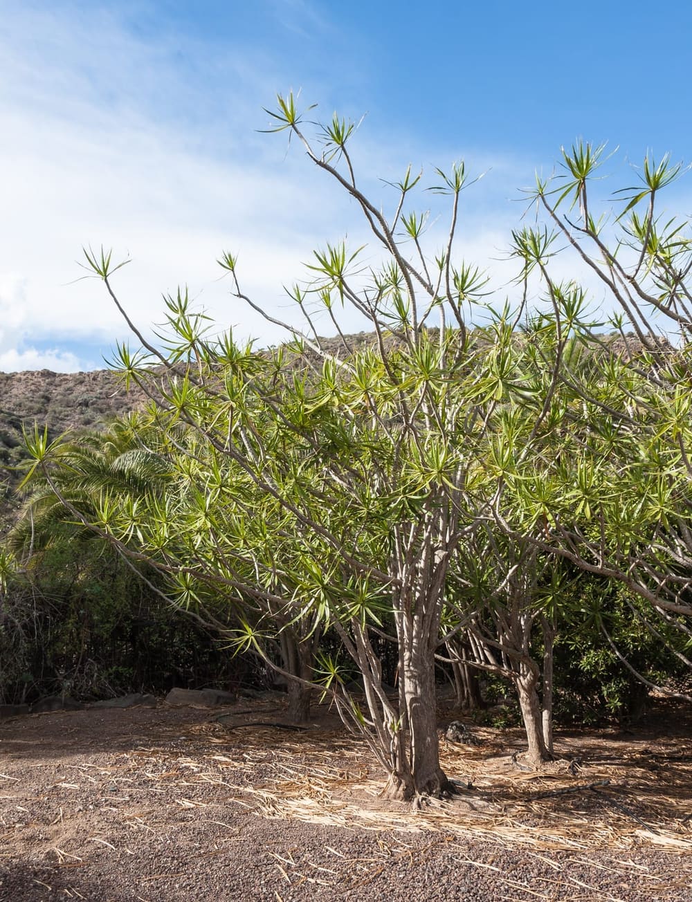 Silhouette caractéristique du Dracaena marginata avec son tronc grêle ramifié et ses bouquets de feuilles étroites