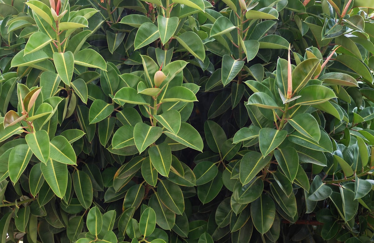 Ficus elastica cultivé en intérieur dans son port adulte