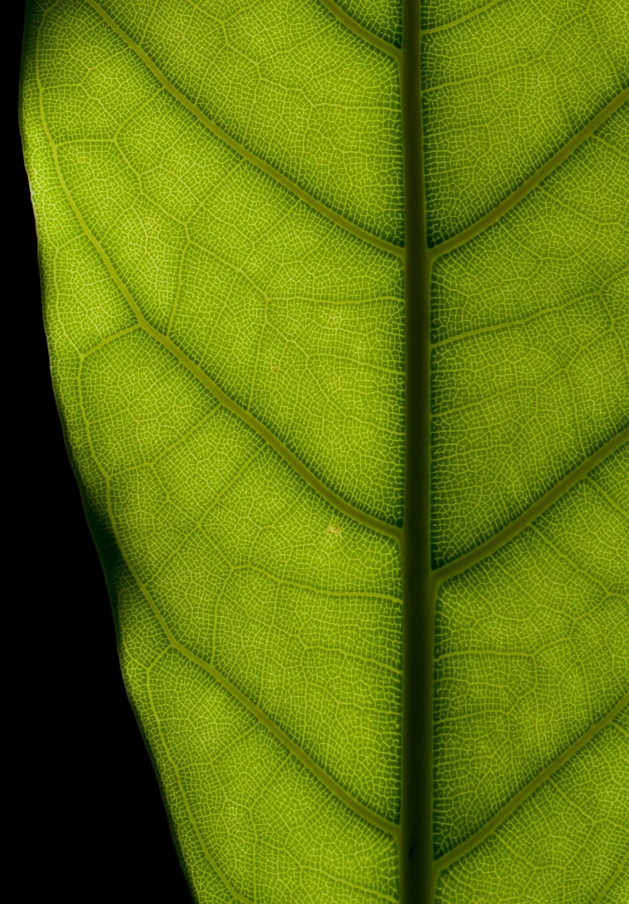 Feuillage brillant de Ficus elastica adulte avec ses grandes feuilles vert profond