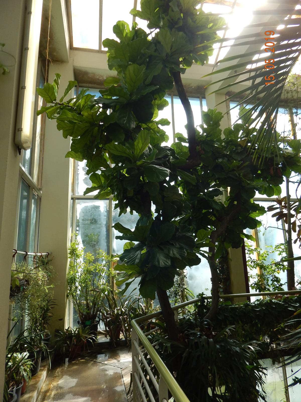 Ficus lyrata cultivé en intérieur dans un grand pot