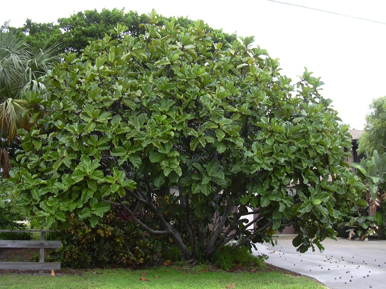 Feuilles en forme de lyre du Ficus lyrata avec leurs nervures marquées et leur vert brillant