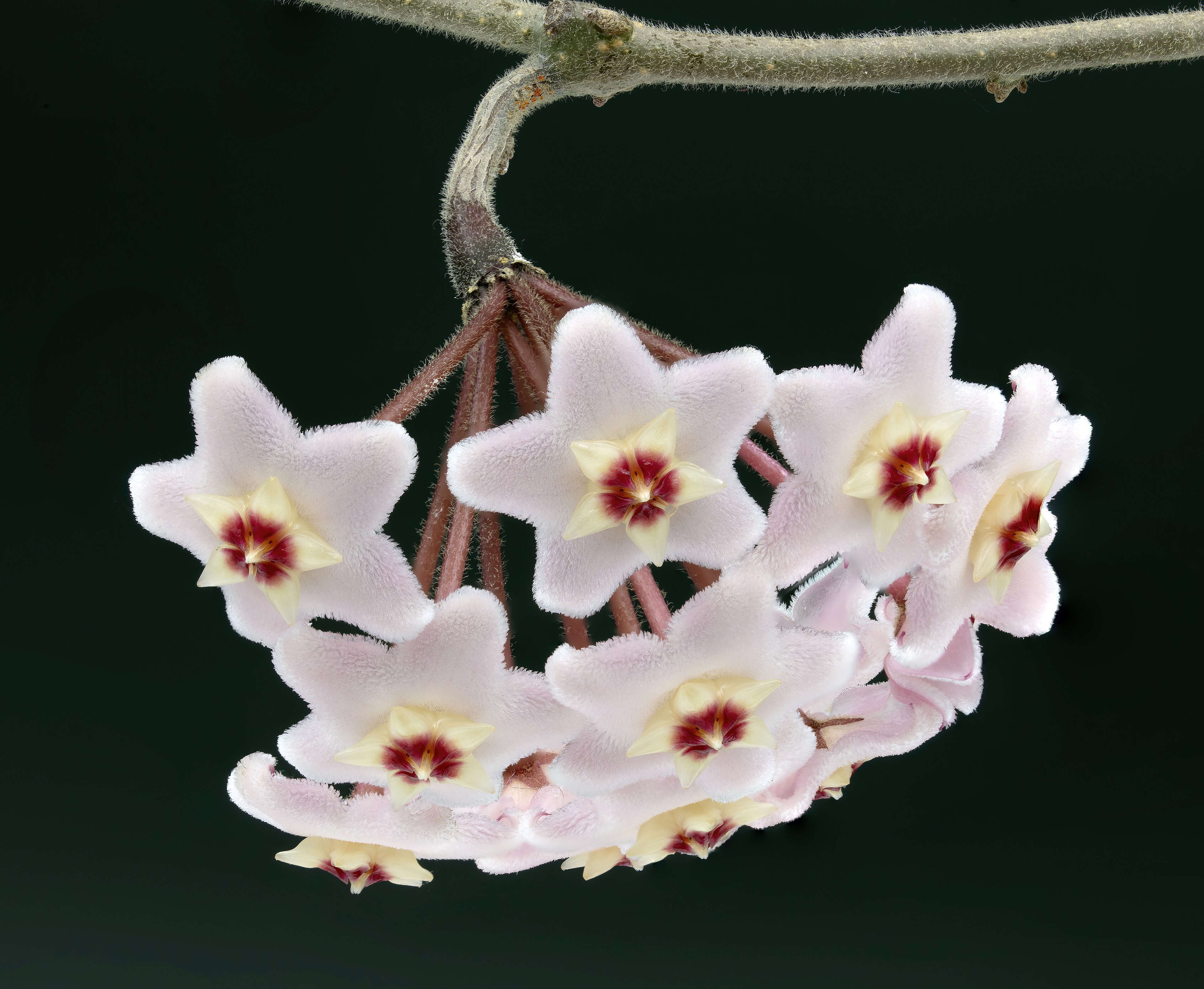 Macro d'ombelle de Hoya carnosa avec fleurs roses pâle veloutées et étoiles rouges au centre