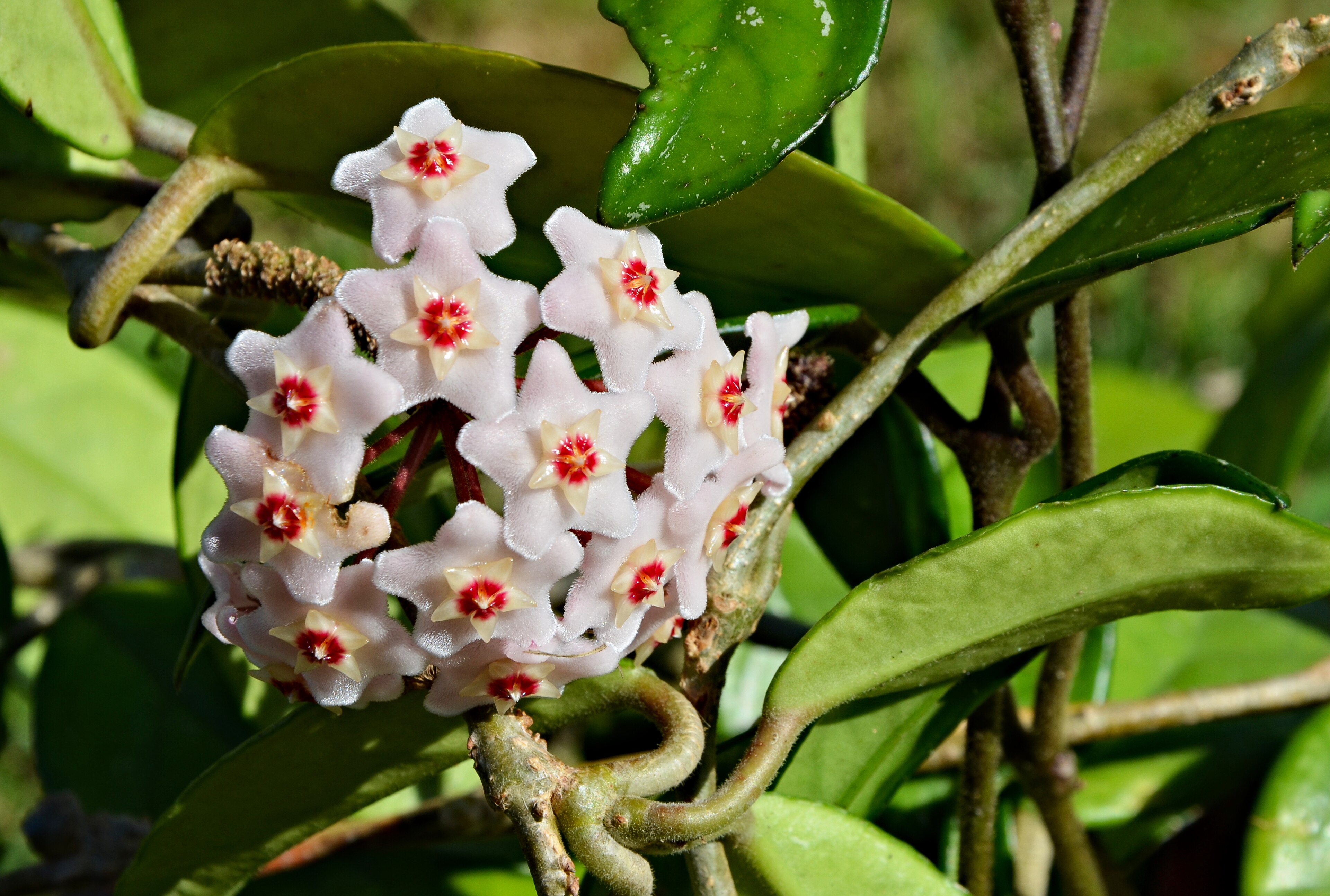 Ombelle de Hoya carnosa avec ses fleurs étoilées roses cireuses et coeur rouge, accompagnée du feuillage charnu vert brillant