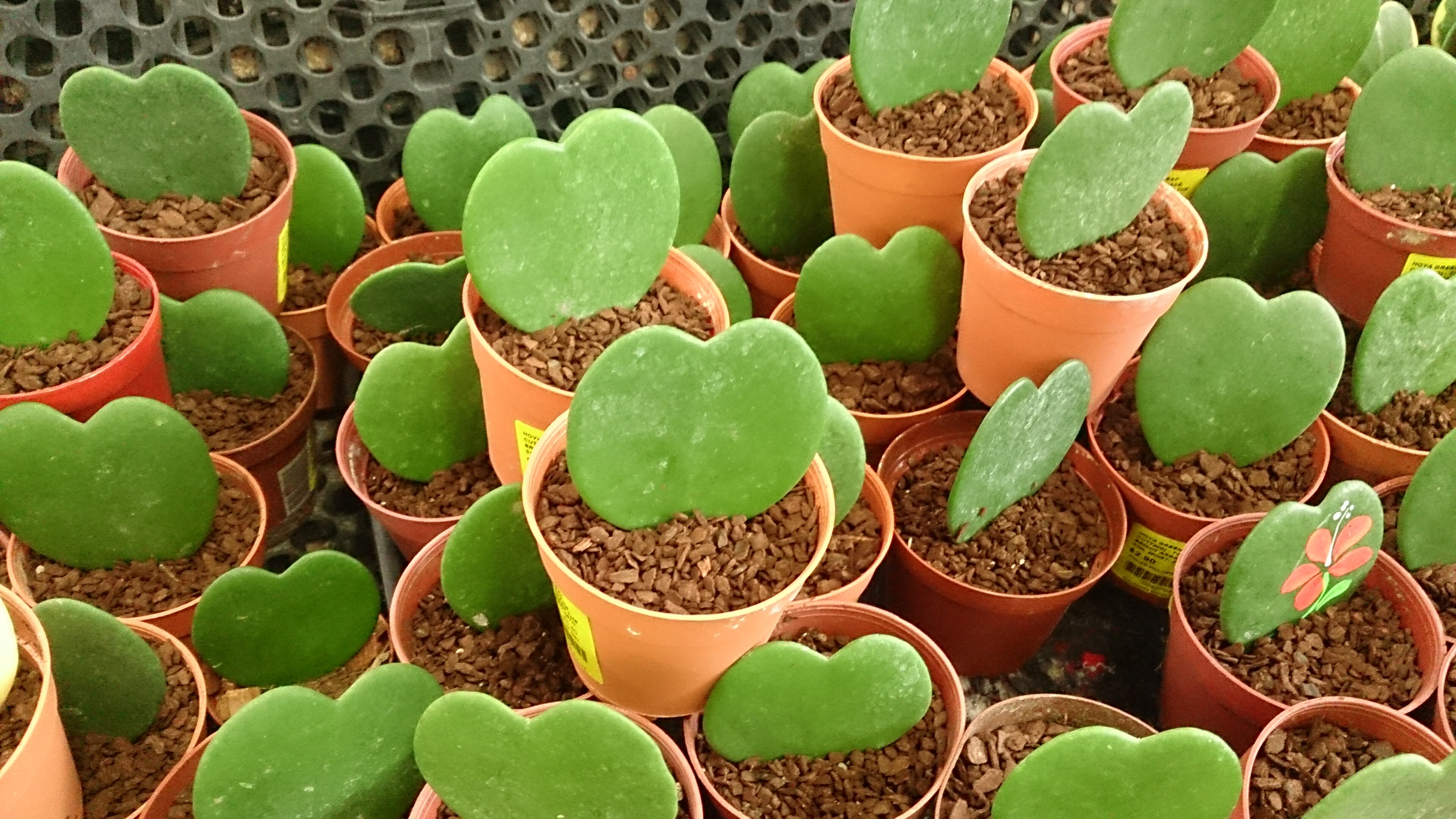 Hoya kerrii avec plusieurs feuilles en coeur sur tiges, en pot