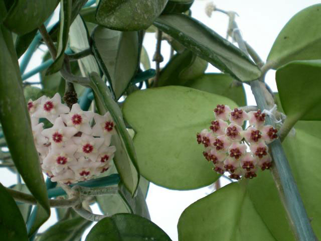 Feuille en forme de coeur de Hoya kerrii vert vif et charnue, vue rapprochée sur fond clair