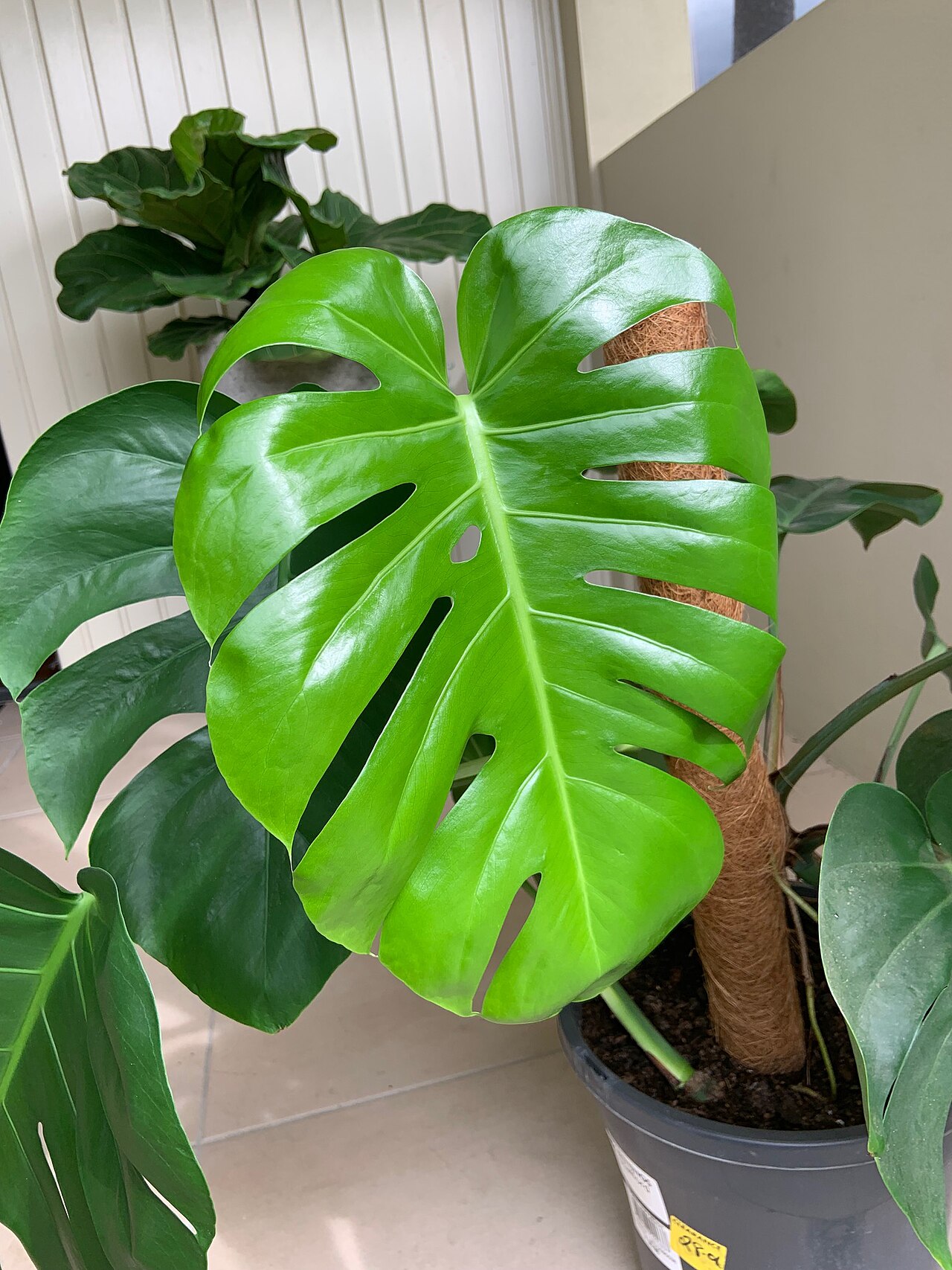Gros plan d'une feuille de Monstera deliciosa adulte, avec ses fenestrations caractéristiques.