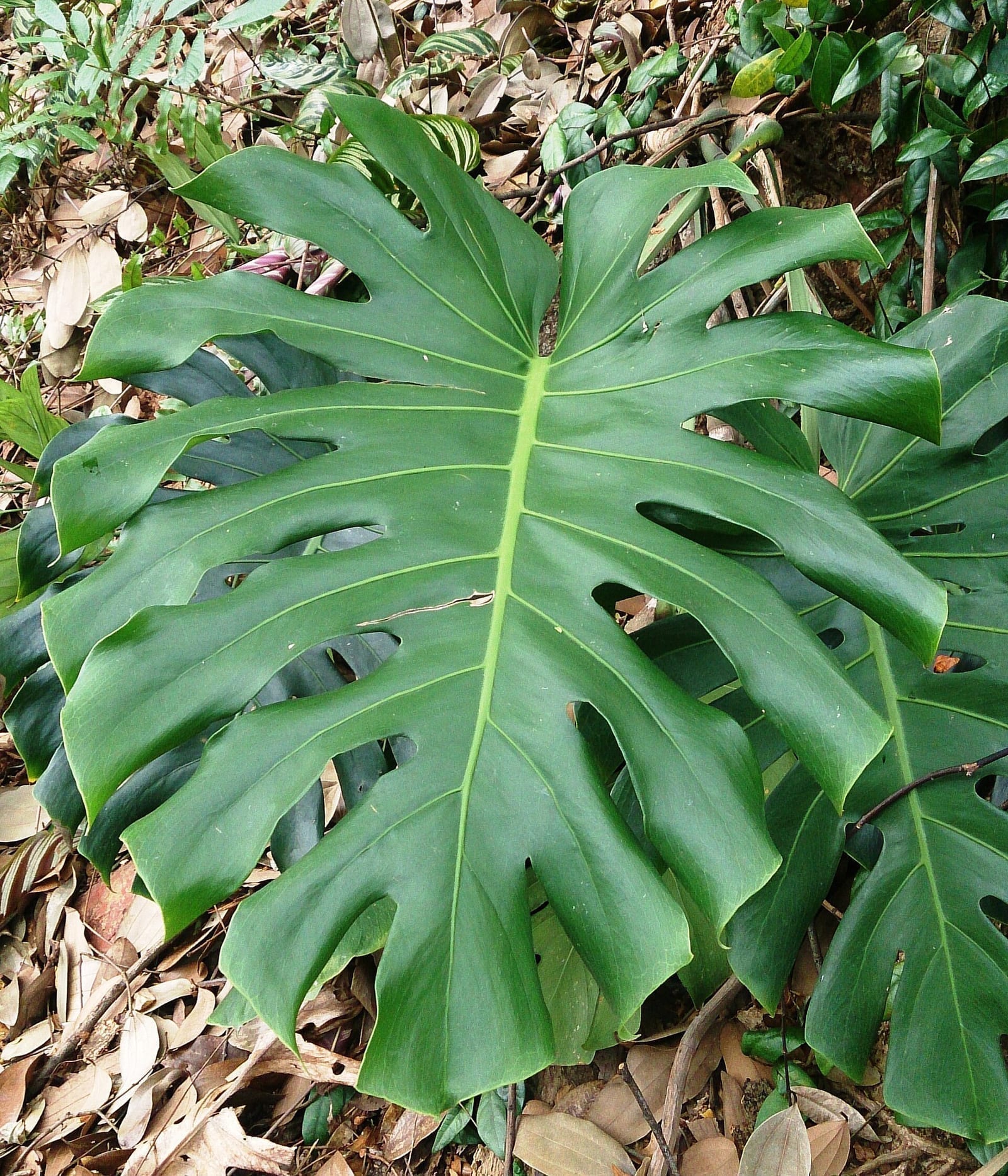 Monstera deliciosa cultivée en pot avec tuteur en fibre de coco