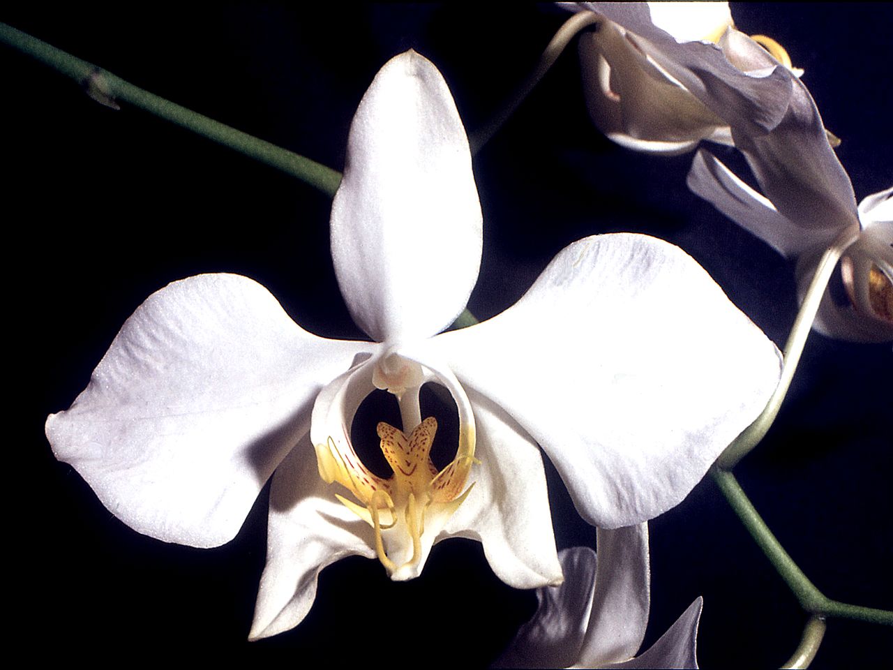 Fleur blanche de Phalaenopsis amabilis avec son labelle jaune sur fond sombre