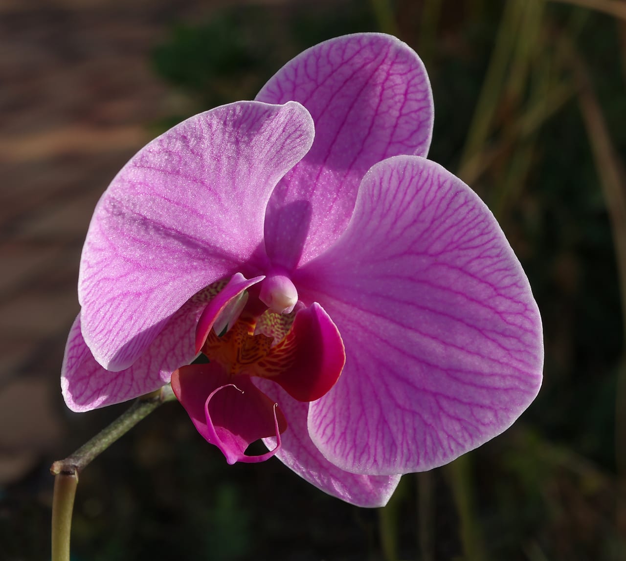 Fleur de Phalaenopsis rose en gros plan, pétales veinés et labelle jaune-orangé