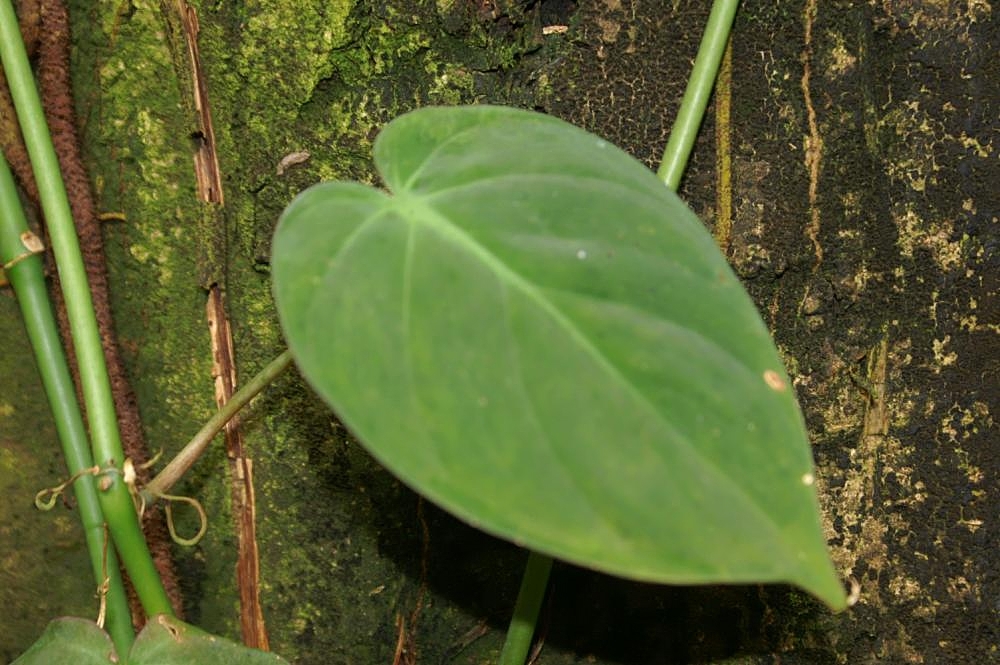 Feuille en cœur de Philodendron scandens grimpant sur tronc
