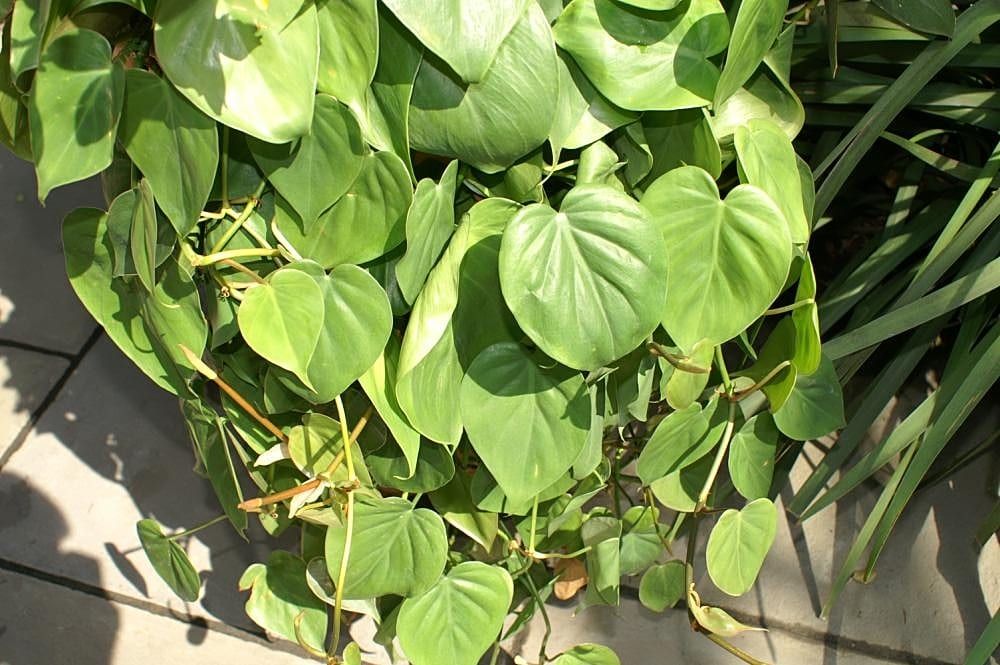 Philodendron scandens en cascade avec ses feuilles en cœur vert tendre