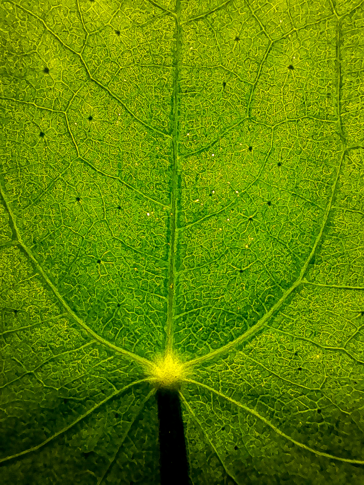 Macro d'une feuille ronde de Pilea peperomioides avec ses nervures rayonnantes