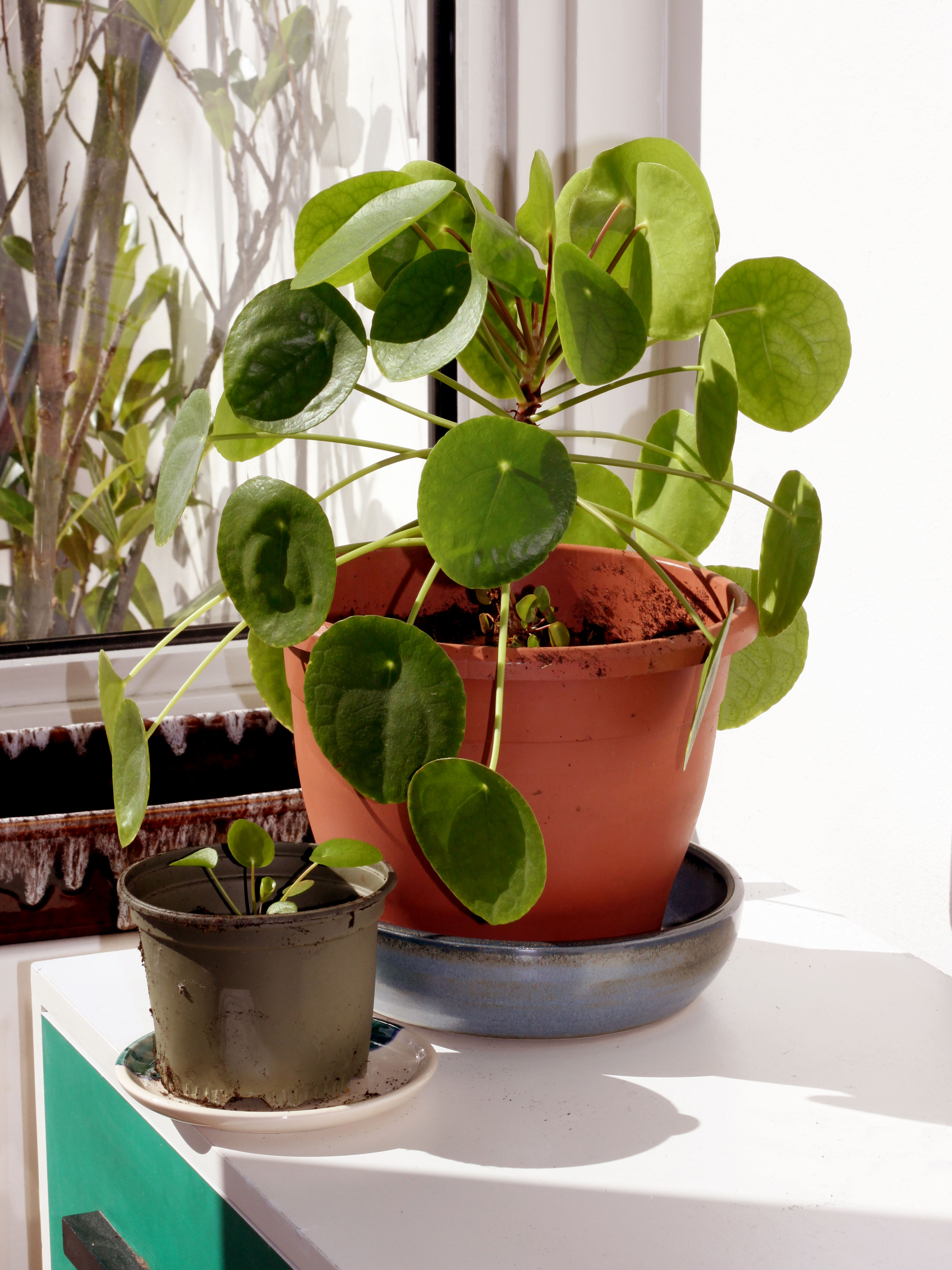 Pilea peperomioides aux feuilles rondes en pièce de monnaie sur un rebord de fenêtre, avec une plantule en pot séparé
