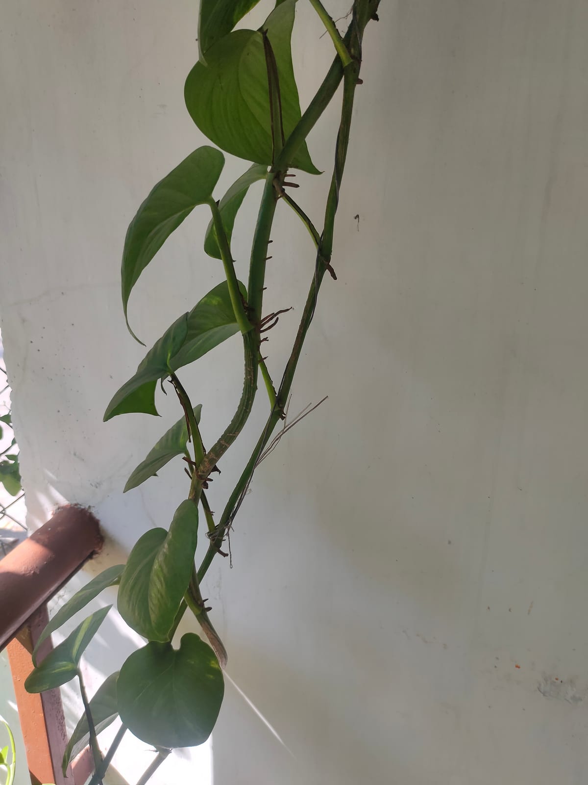 Pothos grimpant le long d'un mur en intérieur, port retombant typique