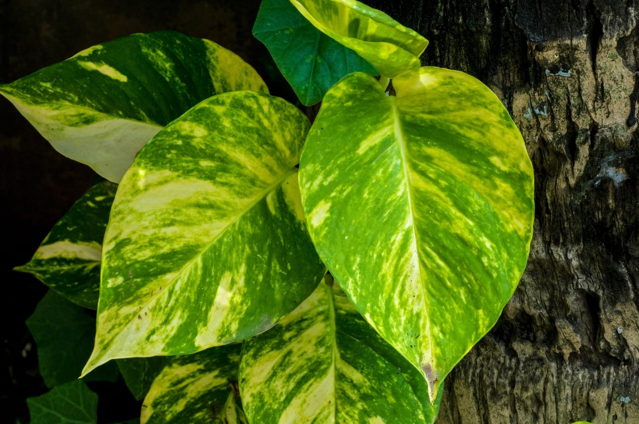 Feuilles de Pothos doré avec leur variegation jaune crème caractéristique sur fond d'écorce