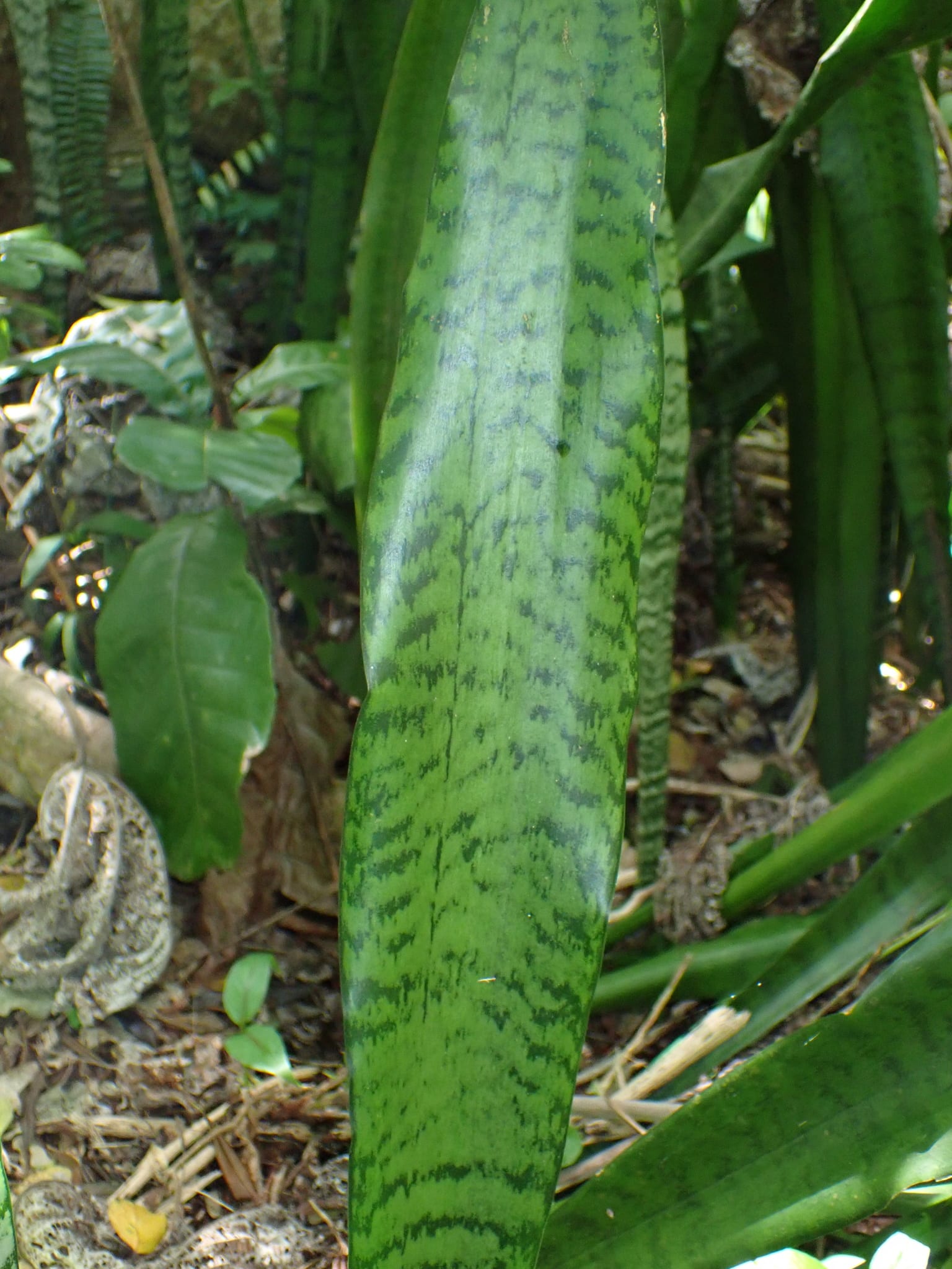 Détail d'une feuille de sansevière au motif marbré vert clair et vert profond