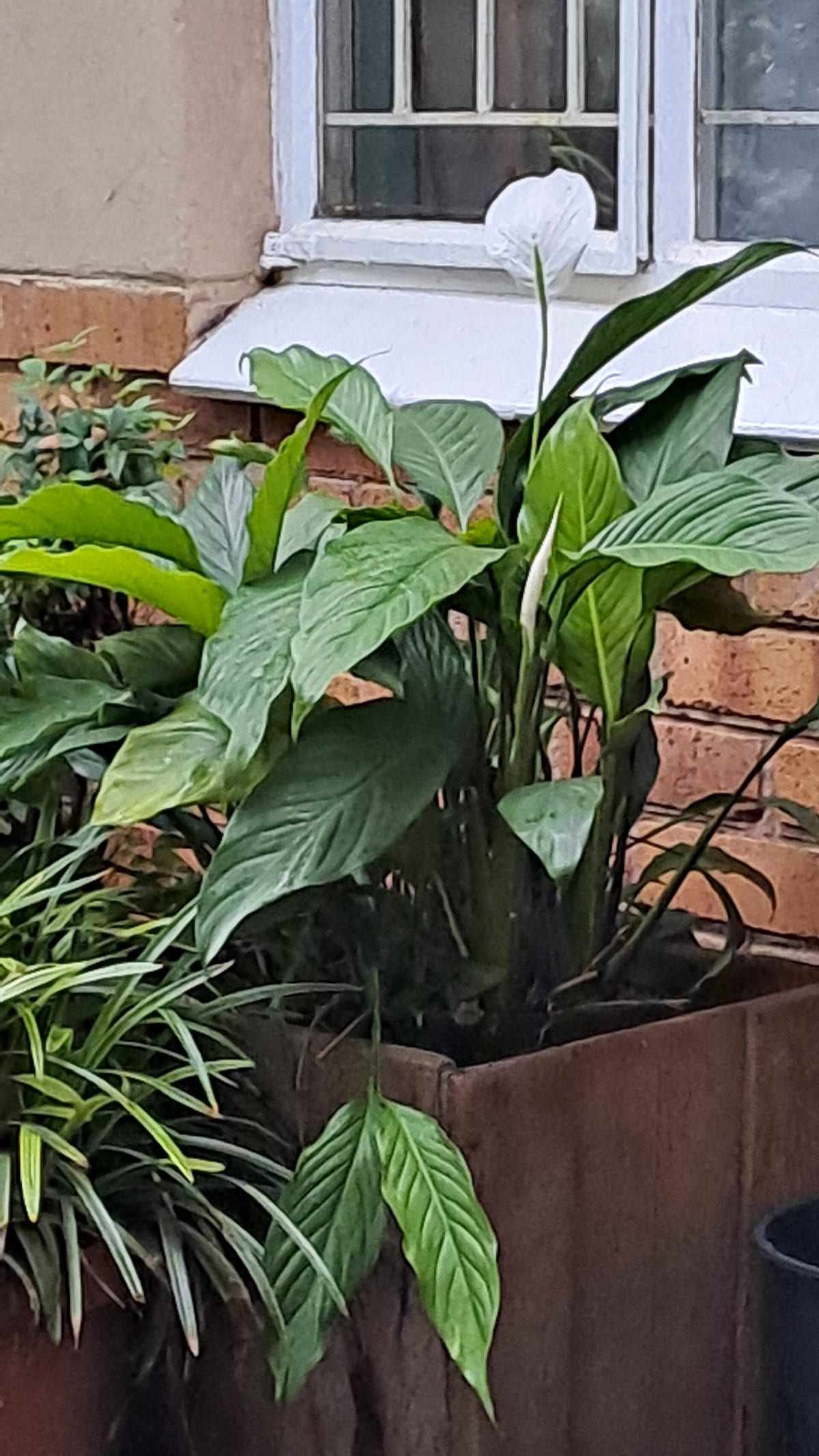 Spathiphyllum adulte en pot devant une fenêtre, feuilles brillantes vert profond et spathe blanche