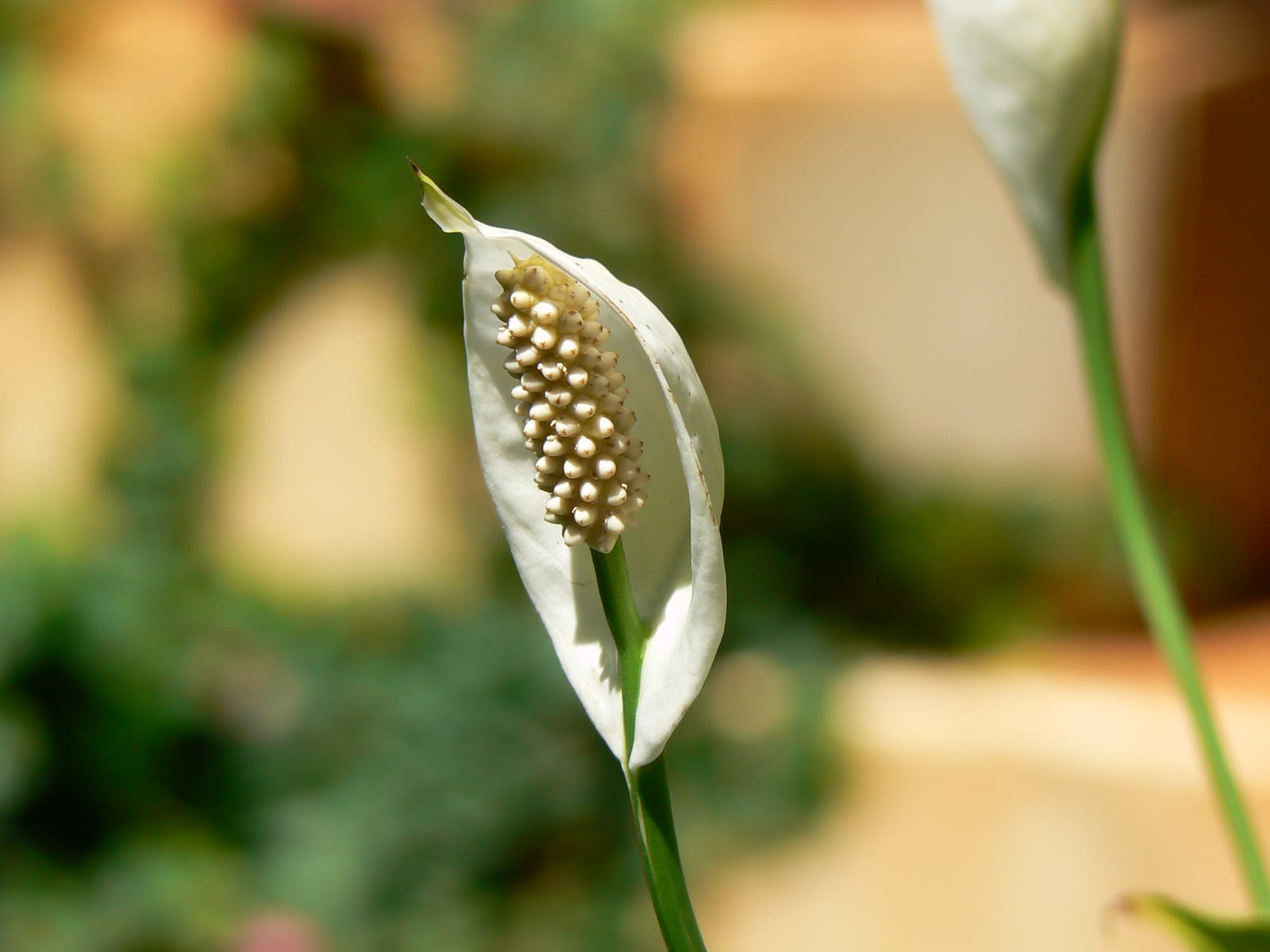 Gros plan d'une spathe blanche de Spathiphyllum avec son spadice central