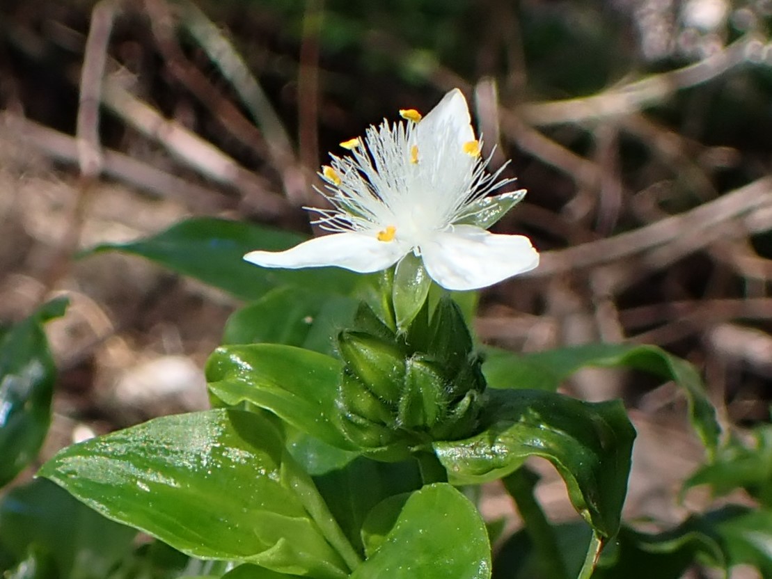 Tradescantia fluminensis rampante en pleine croissance, feuilles vertes lisses