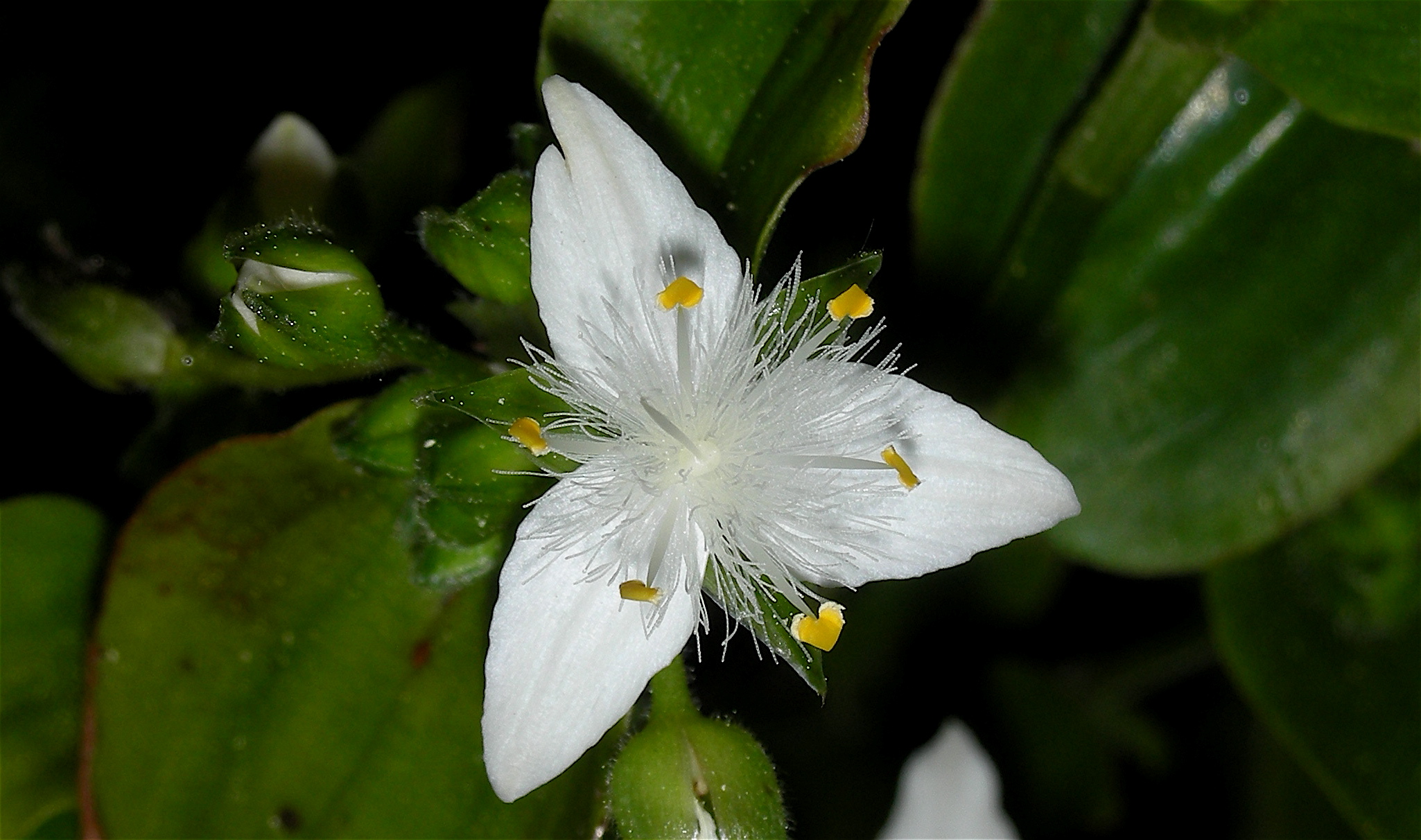 Feuillage de Tradescantia fluminensis vert pâle brillant aux petites feuilles ovales pointues