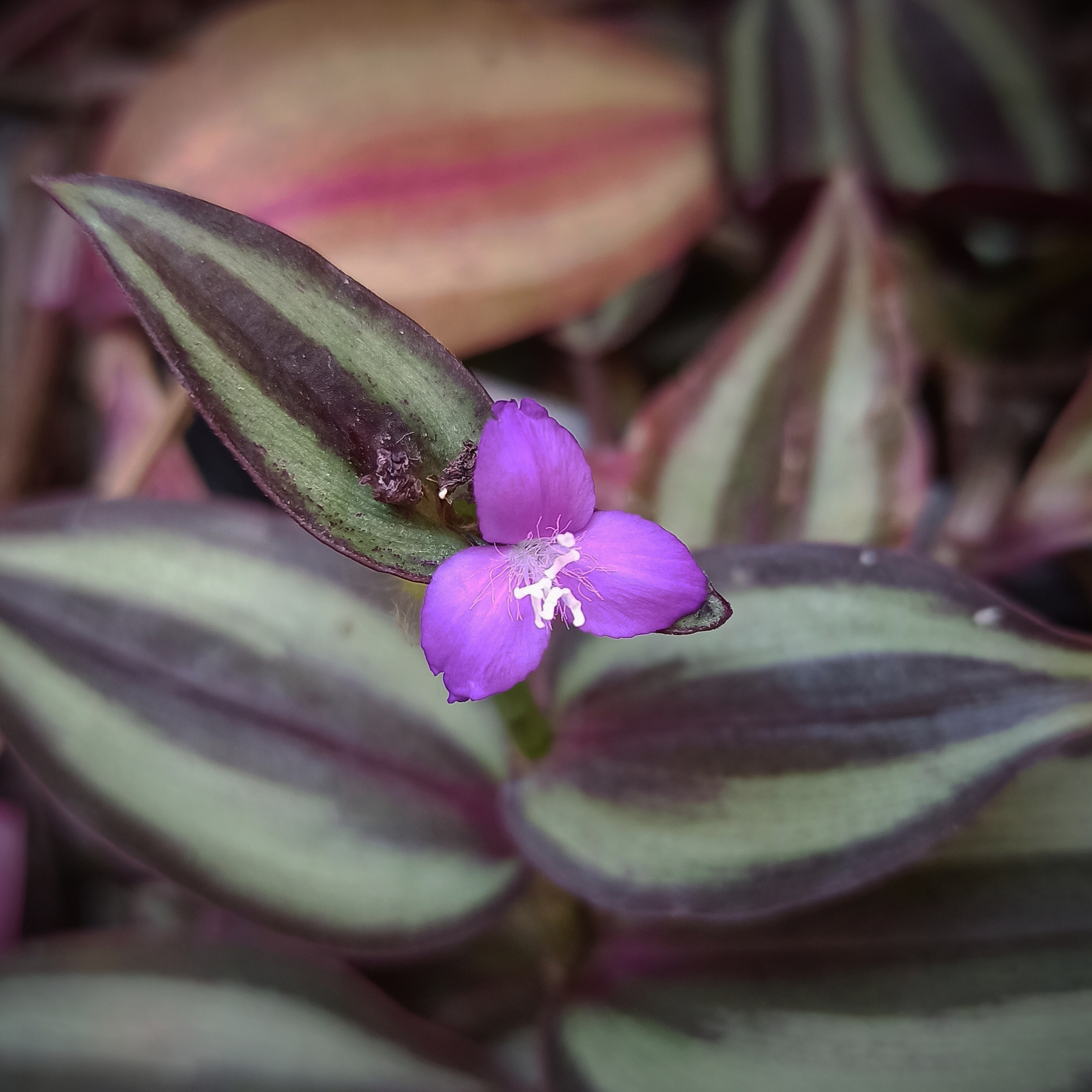 Plante de Tradescantia zebrina retombante avec feuilles zébrées violettes argentées