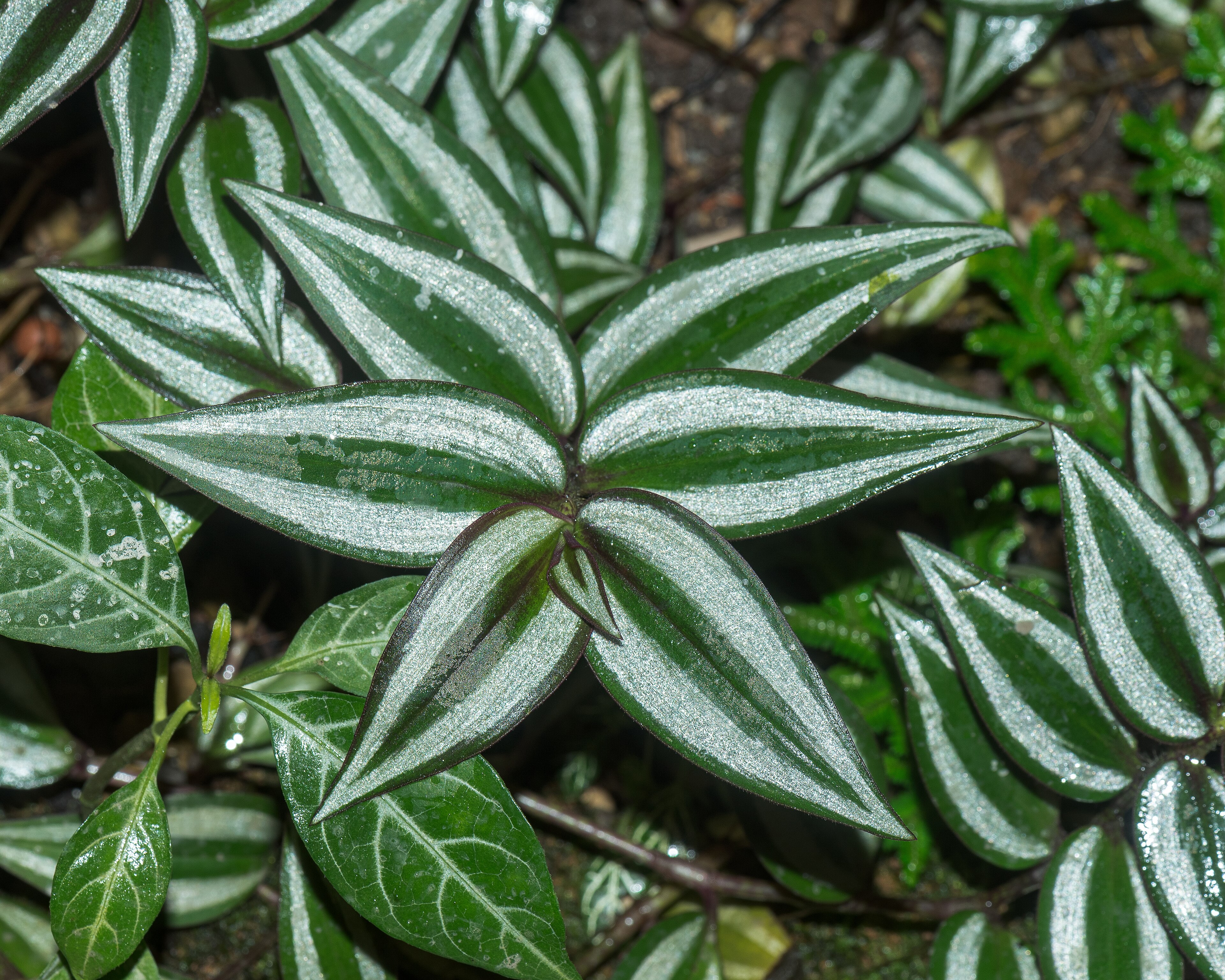 Feuilles de Tradescantia zebrina aux stries argentées et violettes sur fond vert foncé, vue rapprochée