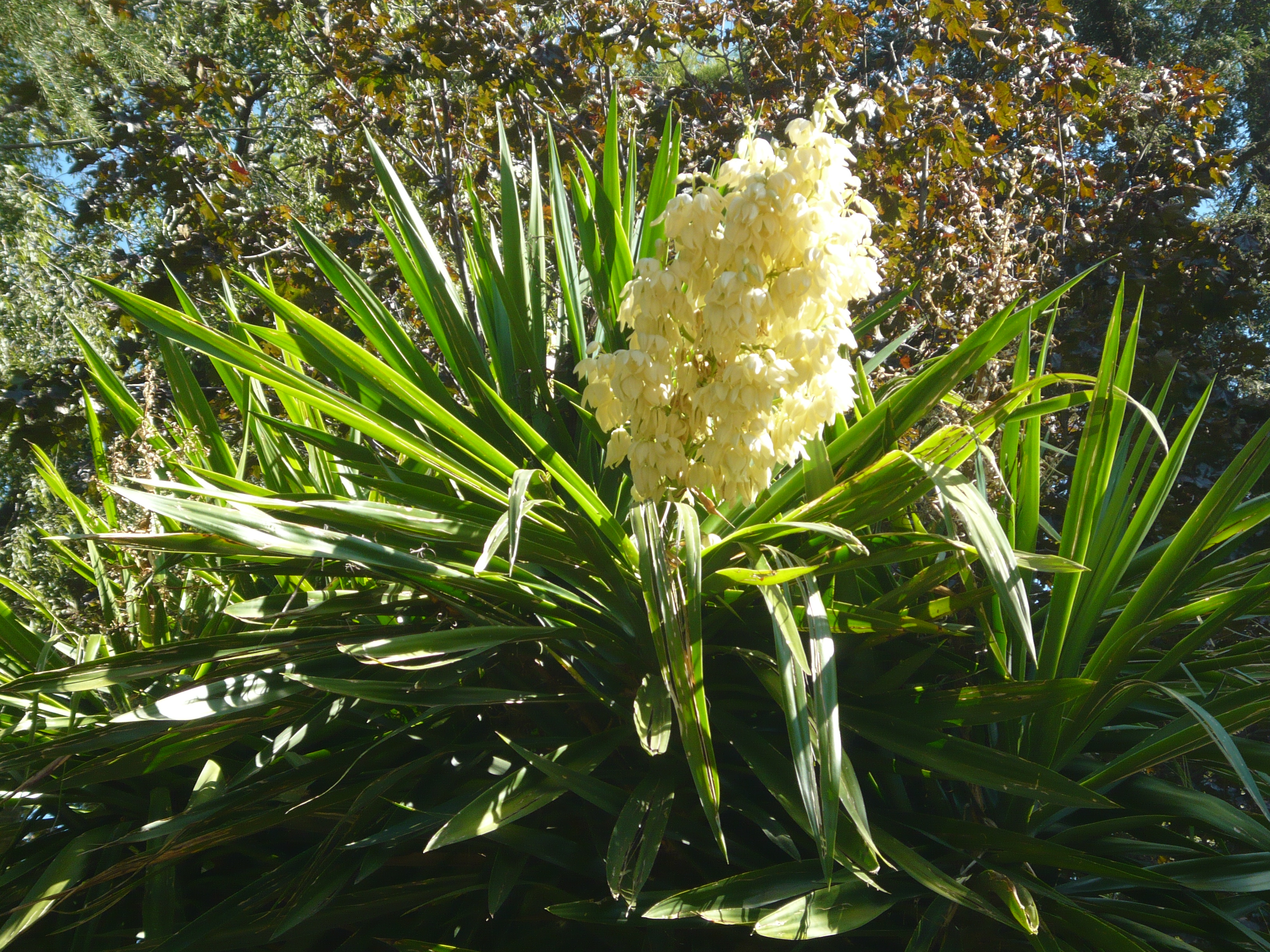 Rosette de feuilles longues étroites vert vif du Yucca elephantipes au sommet de son tronc