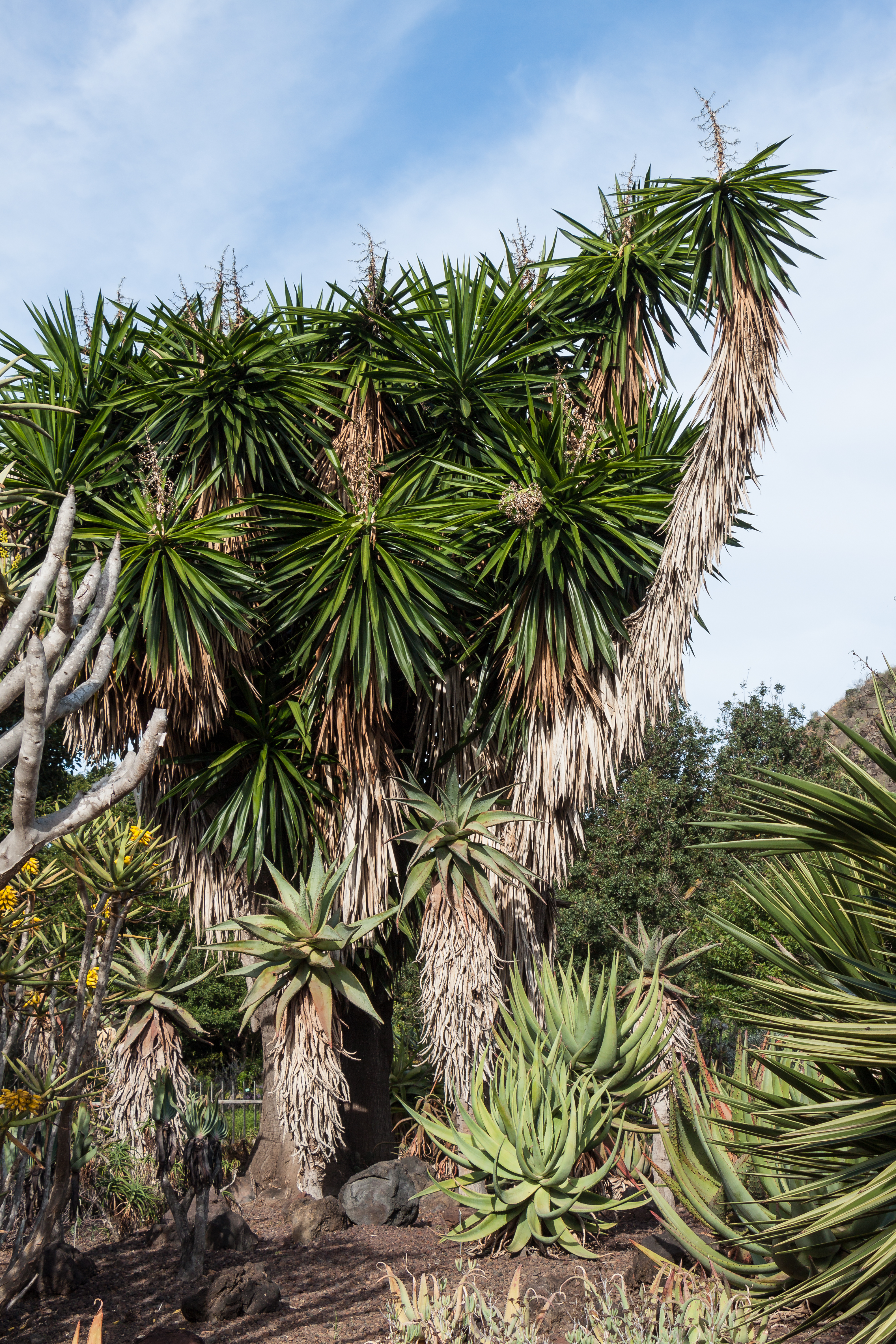 Yucca elephantipes adulte avec son tronc épais lignifié gris clair et ses rosettes de feuilles vertes en pompon au sommet