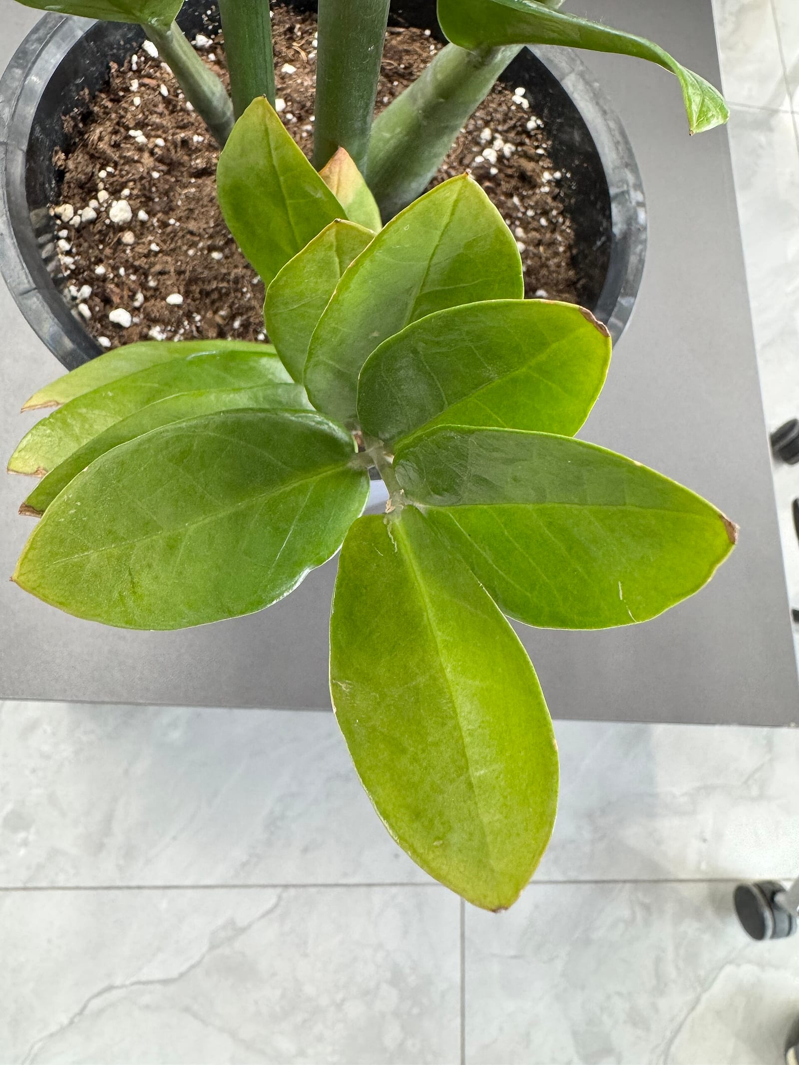 Vue du dessus d'une nouvelle pousse de ZZ plant aux feuilles symétriques