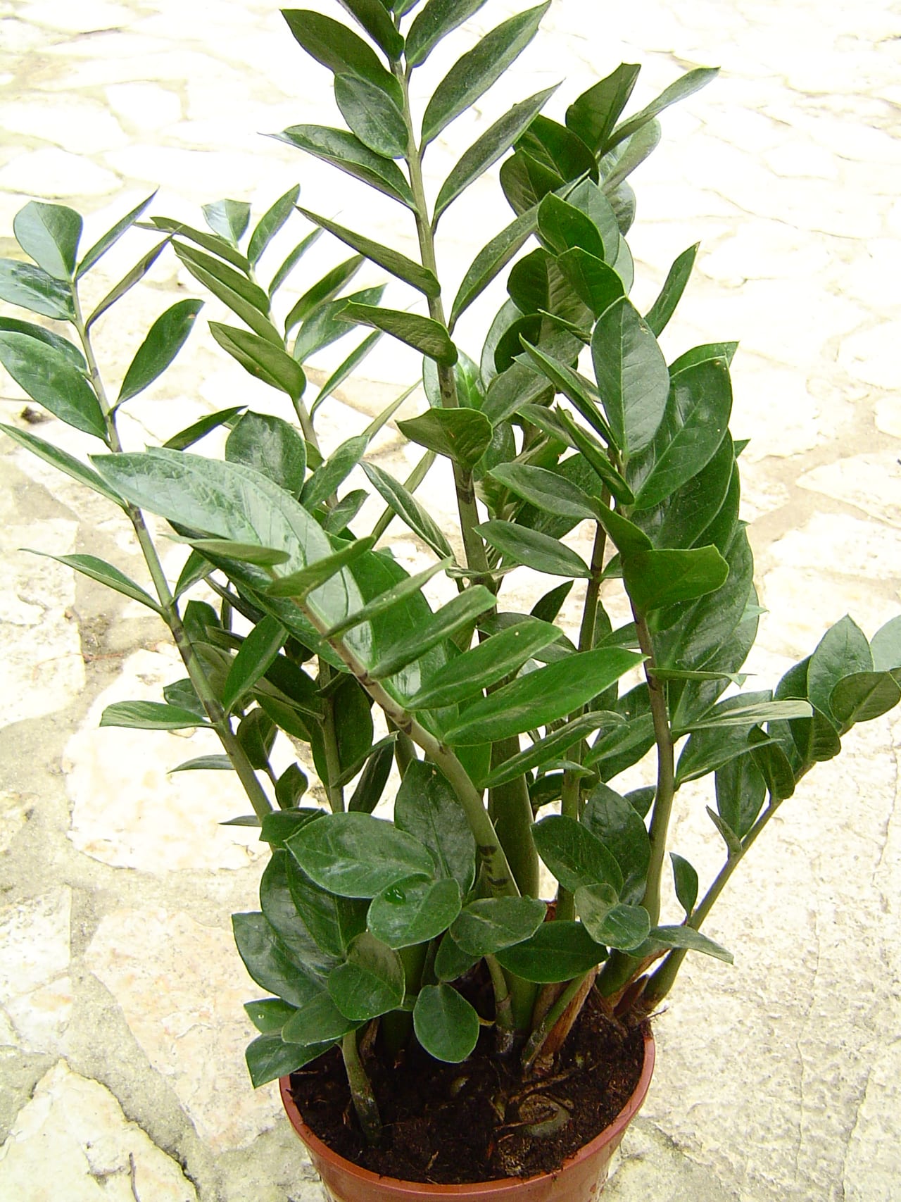 Plante ZZ adulte en pot terra cotta avec ses feuilles brillantes vert foncé